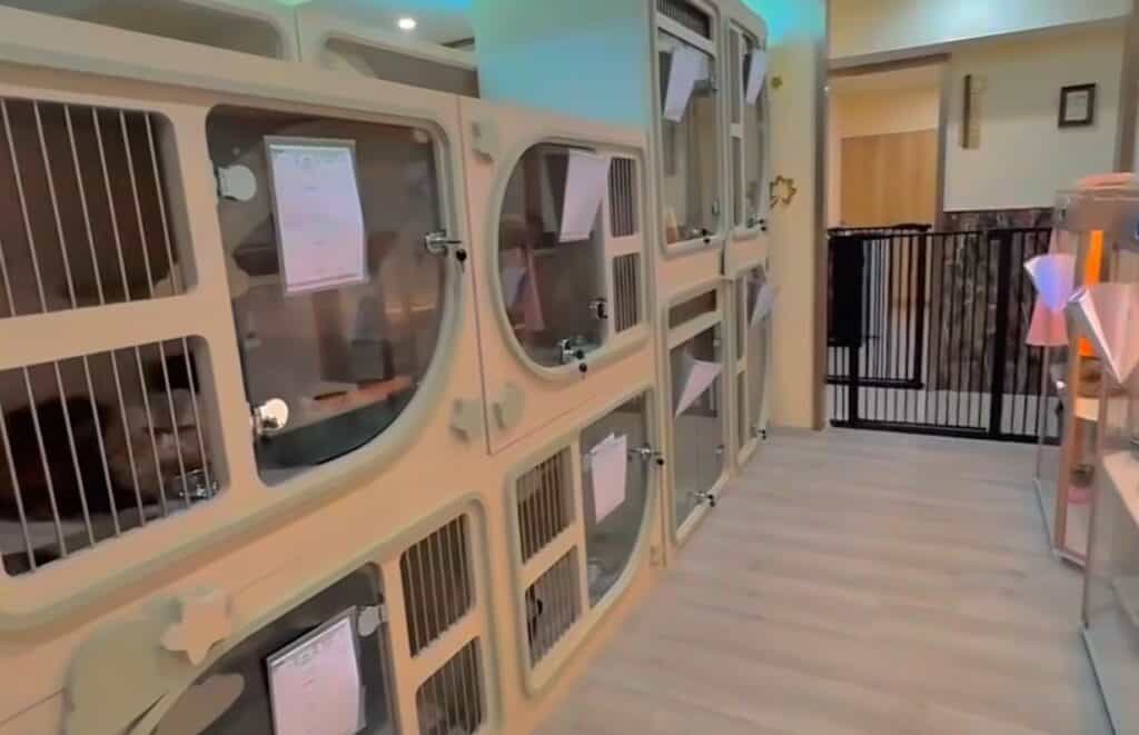【青埔寵物旅館】寵物寄放該選哪?5 大高分桃園青埔寵物旅館推薦!